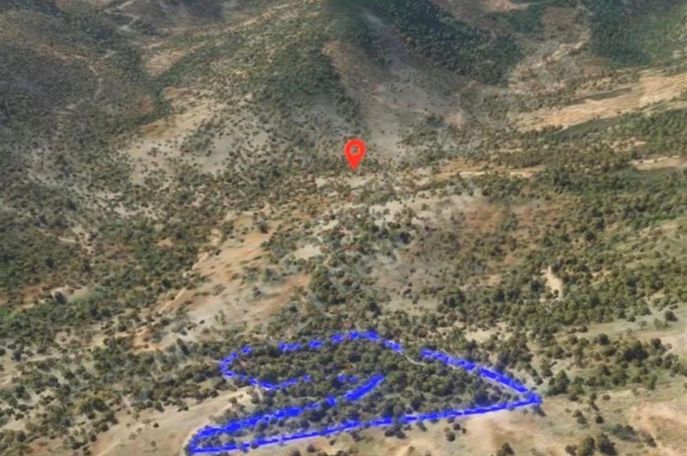 Milas Kafaca’da Satılık Zeytinlik – Yatırıma Uygun