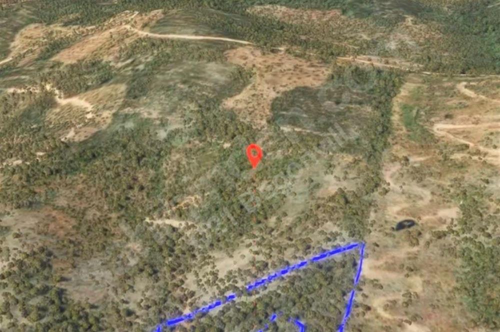 Milas Kafaca’da Satılık Zeytinlik – Yatırıma Uygun