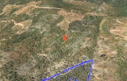 Milas Kafaca’da Satılık Zeytinlik – Yatırıma Uygun