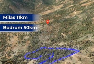 Milas Kafaca’da Satılık Zeytinlik – Yatırıma Uygun - 3 - 30923