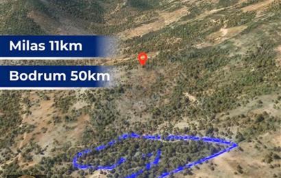 Milas Kafaca’da Satılık Zeytinlik – Yatırıma Uygun