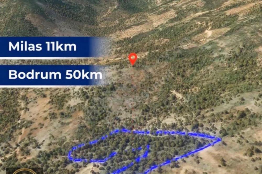 Milas Kafaca’da Satılık Zeytinlik – Yatırıma Uygun