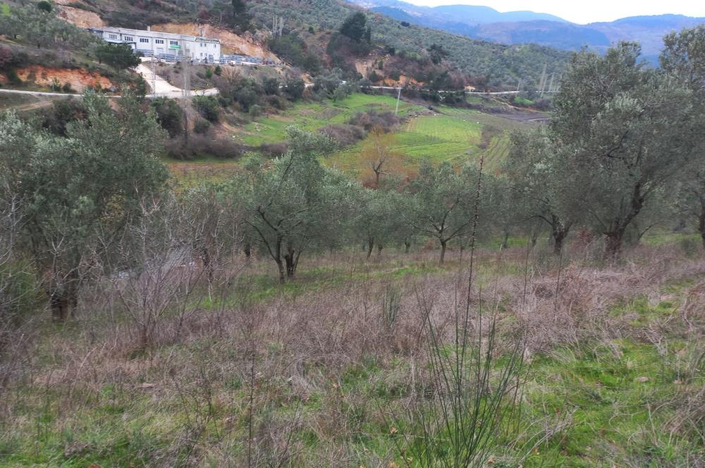 C.21LOCA'DAN HAVRAN DEREÖREN SATILIK 1692 M2 MÜKEMMEL ZEYTİNLİK