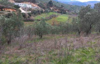 C.21LOCA'DAN HAVRAN DEREÖREN SATILIK 1692 M2 MÜKEMMEL ZEYTİNLİK