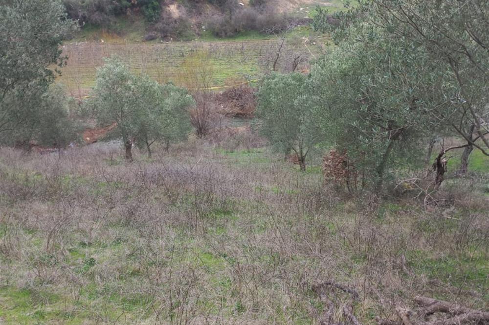 C.21LOCA'DAN HAVRAN DEREÖREN SATILIK 1692 M2 MÜKEMMEL ZEYTİNLİK
