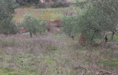 C.21LOCA'DAN HAVRAN DEREÖREN SATILIK 1692 M2 MÜKEMMEL ZEYTİNLİK