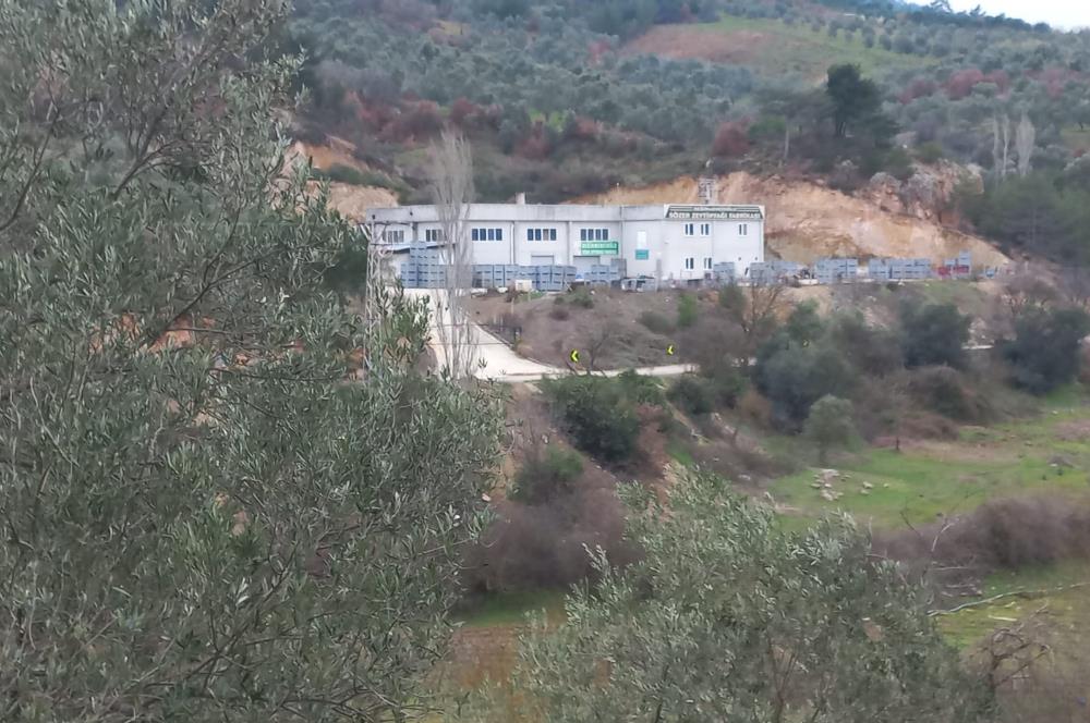 C.21LOCA'DAN HAVRAN DEREÖREN SATILIK 1692 M2 MÜKEMMEL ZEYTİNLİK