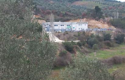 C.21LOCA'DAN HAVRAN DEREÖREN SATILIK 1692 M2 MÜKEMMEL ZEYTİNLİK