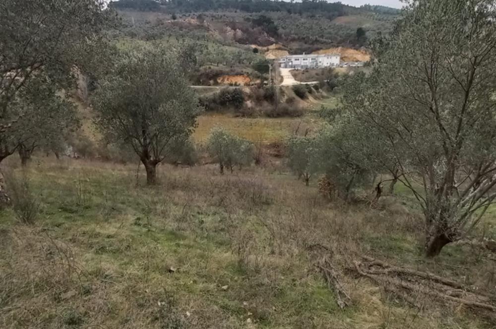 C.21LOCA'DAN HAVRAN DEREÖREN SATILIK 1692 M2 MÜKEMMEL ZEYTİNLİK