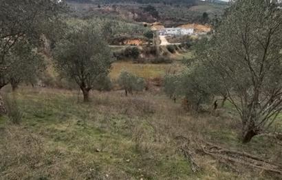 C.21LOCA'DAN HAVRAN DEREÖREN SATILIK 1692 M2 MÜKEMMEL ZEYTİNLİK