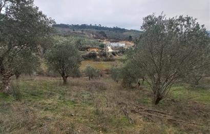 C.21LOCA'DAN HAVRAN DEREÖREN SATILIK 1692 M2 MÜKEMMEL ZEYTİNLİK