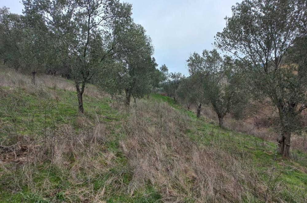 C.21LOCA'DAN HAVRAN DEREÖREN SATILIK 1692 M2 MÜKEMMEL ZEYTİNLİK