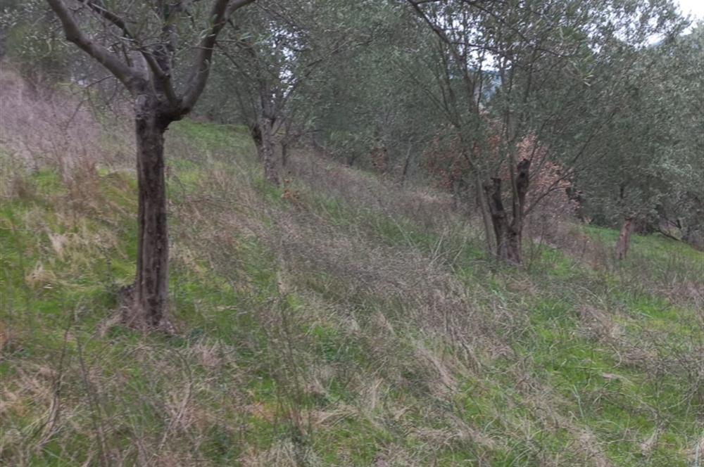 C.21LOCA'DAN HAVRAN DEREÖREN SATILIK 1692 M2 MÜKEMMEL ZEYTİNLİK