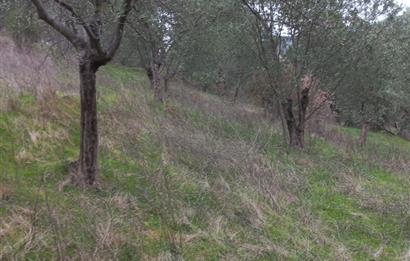 C.21LOCA'DAN HAVRAN DEREÖREN SATILIK 1692 M2 MÜKEMMEL ZEYTİNLİK