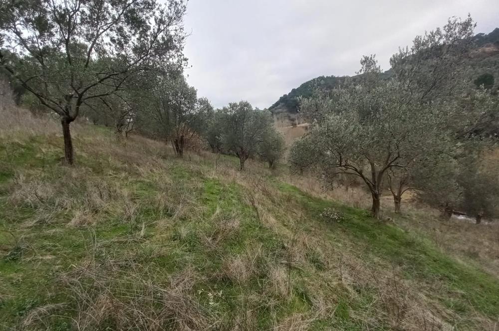 C.21LOCA'DAN HAVRAN DEREÖREN SATILIK 1692 M2 MÜKEMMEL ZEYTİNLİK