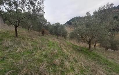 C.21LOCA'DAN HAVRAN DEREÖREN SATILIK 1692 M2 MÜKEMMEL ZEYTİNLİK