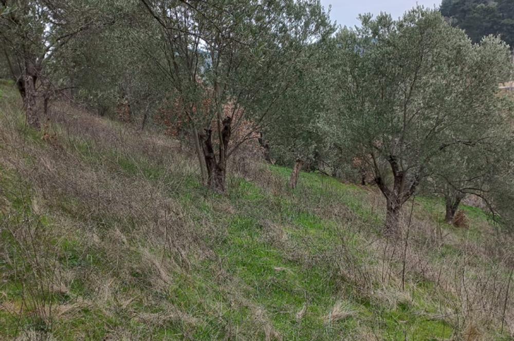 C.21LOCA'DAN HAVRAN DEREÖREN SATILIK 1692 M2 MÜKEMMEL ZEYTİNLİK