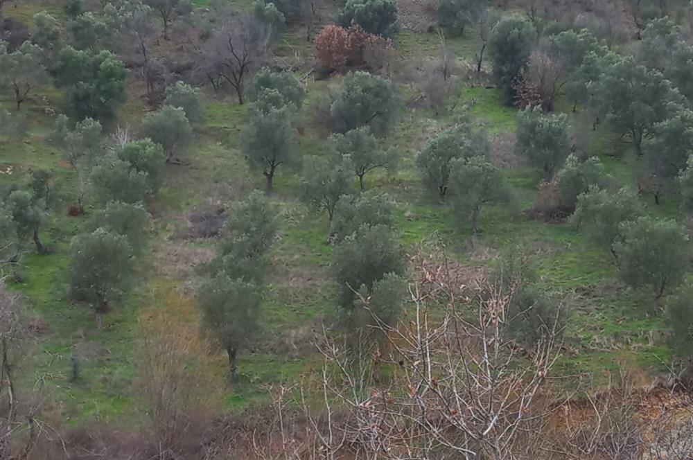C.21LOCA'DAN HAVRAN DEREÖREN SATILIK 1692 M2 MÜKEMMEL ZEYTİNLİK