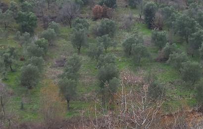 C.21LOCA'DAN HAVRAN DEREÖREN SATILIK 1692 M2 MÜKEMMEL ZEYTİNLİK
