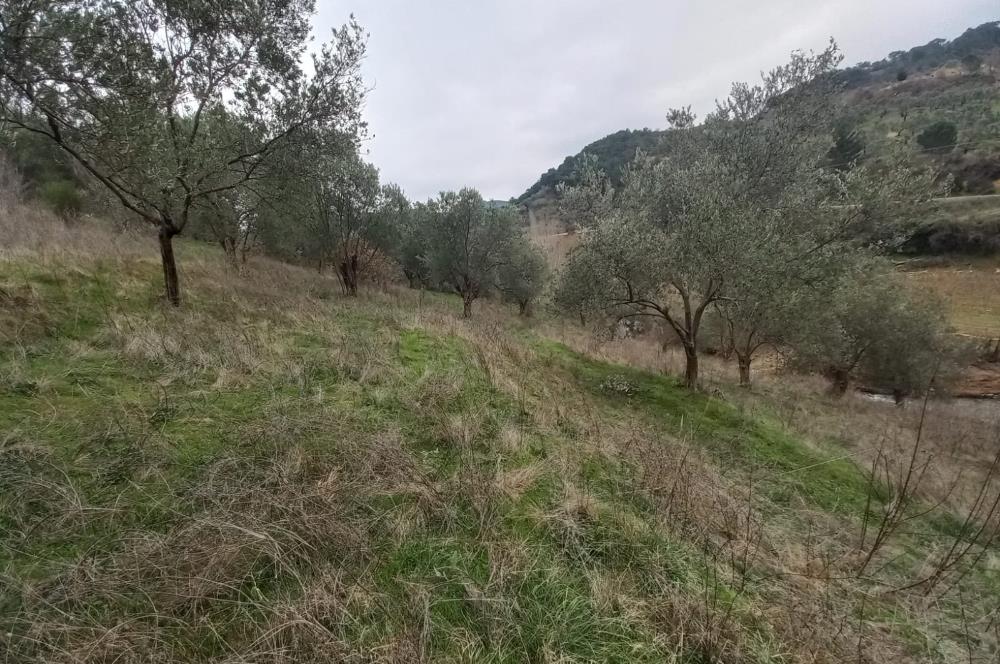 C.21LOCA'DAN HAVRAN DEREÖREN SATILIK 1692 M2 MÜKEMMEL ZEYTİNLİK