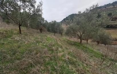 C.21LOCA'DAN HAVRAN DEREÖREN SATILIK 1692 M2 MÜKEMMEL ZEYTİNLİK