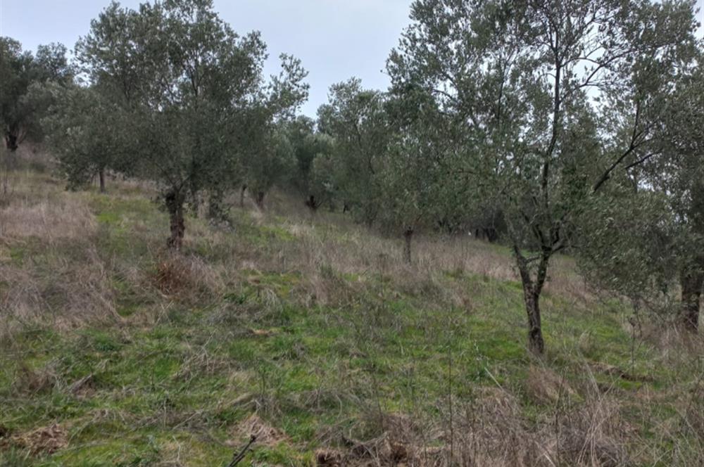 C.21LOCA'DAN HAVRAN DEREÖREN SATILIK 1692 M2 MÜKEMMEL ZEYTİNLİK