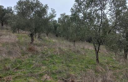 C.21LOCA'DAN HAVRAN DEREÖREN SATILIK 1692 M2 MÜKEMMEL ZEYTİNLİK