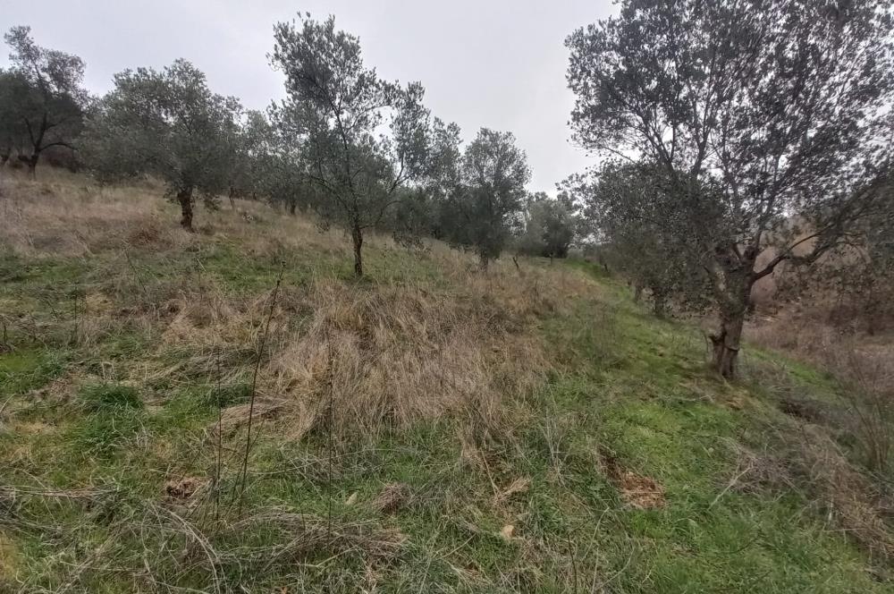 C.21LOCA'DAN HAVRAN DEREÖREN SATILIK 1692 M2 MÜKEMMEL ZEYTİNLİK