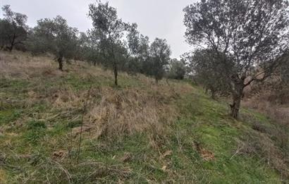 C.21LOCA'DAN HAVRAN DEREÖREN SATILIK 1692 M2 MÜKEMMEL ZEYTİNLİK