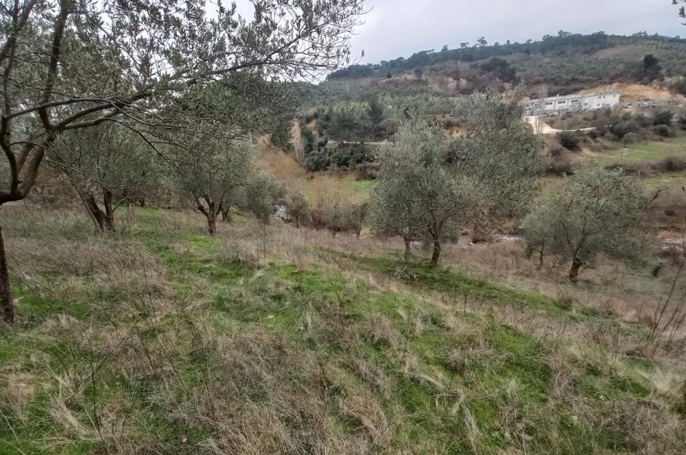 C.21LOCA'DAN HAVRAN DEREÖREN SATILIK 1692 M2 MÜKEMMEL ZEYTİNLİK