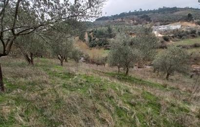 C.21LOCA'DAN HAVRAN DEREÖREN SATILIK 1692 M2 MÜKEMMEL ZEYTİNLİK