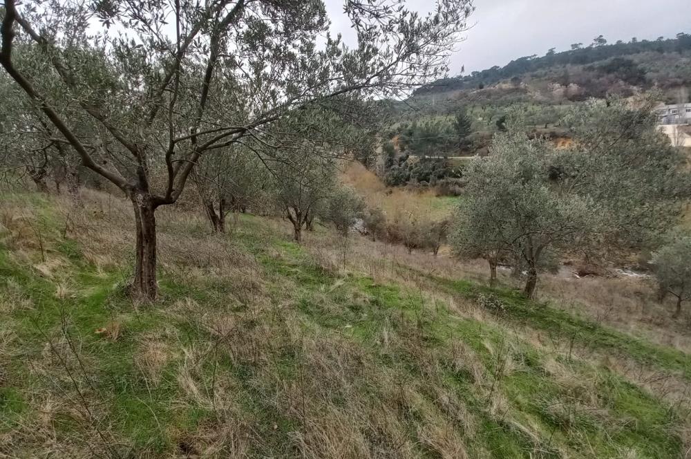 C.21LOCA'DAN HAVRAN DEREÖREN SATILIK 1692 M2 MÜKEMMEL ZEYTİNLİK