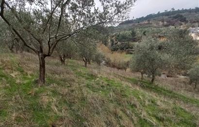 C.21LOCA'DAN HAVRAN DEREÖREN SATILIK 1692 M2 MÜKEMMEL ZEYTİNLİK