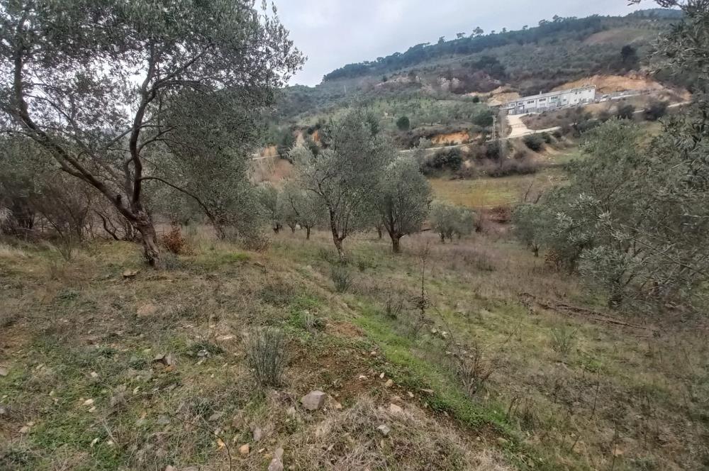 C.21LOCA'DAN HAVRAN DEREÖREN SATILIK 1692 M2 MÜKEMMEL ZEYTİNLİK