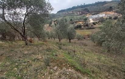 C.21LOCA'DAN HAVRAN DEREÖREN SATILIK 1692 M2 MÜKEMMEL ZEYTİNLİK