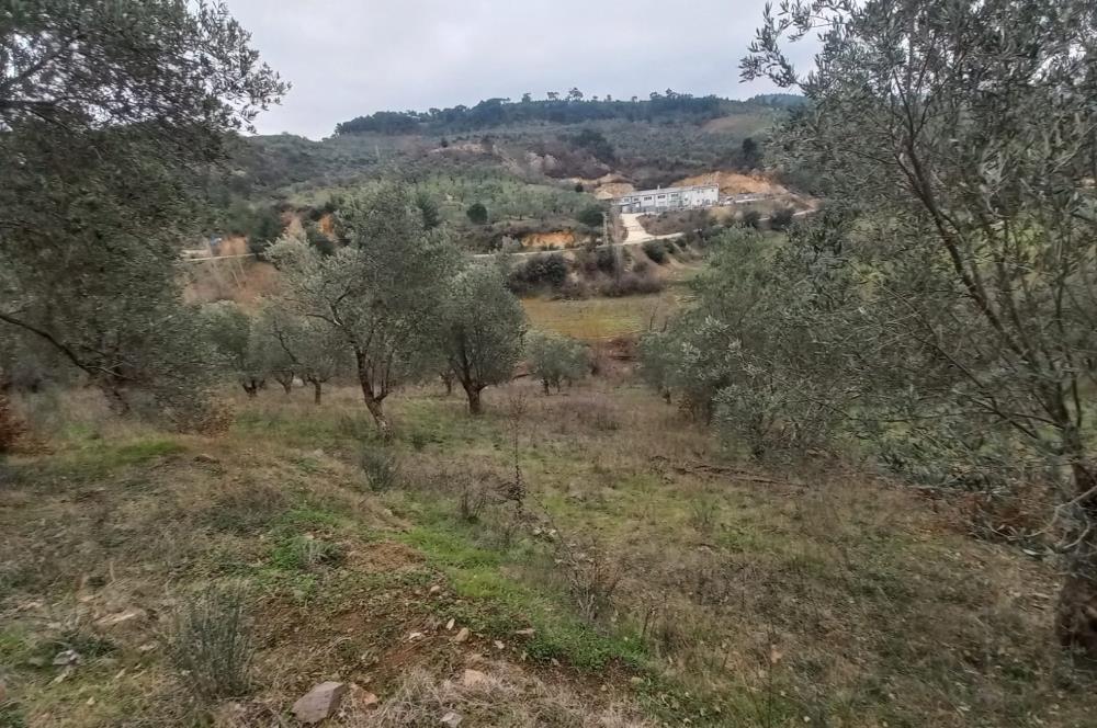C.21LOCA'DAN HAVRAN DEREÖREN SATILIK 1692 M2 MÜKEMMEL ZEYTİNLİK