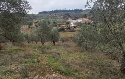 C.21LOCA'DAN HAVRAN DEREÖREN SATILIK 1692 M2 MÜKEMMEL ZEYTİNLİK