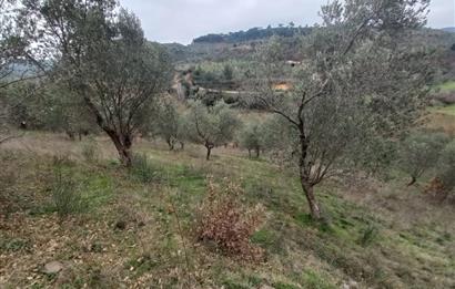 C.21LOCA'DAN HAVRAN DEREÖREN SATILIK 1692 M2 MÜKEMMEL ZEYTİNLİK