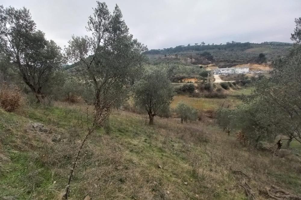 C.21LOCA'DAN HAVRAN DEREÖREN SATILIK 1692 M2 MÜKEMMEL ZEYTİNLİK