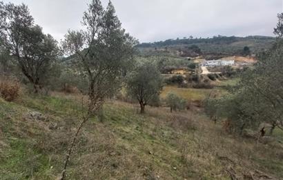 C.21LOCA'DAN HAVRAN DEREÖREN SATILIK 1692 M2 MÜKEMMEL ZEYTİNLİK