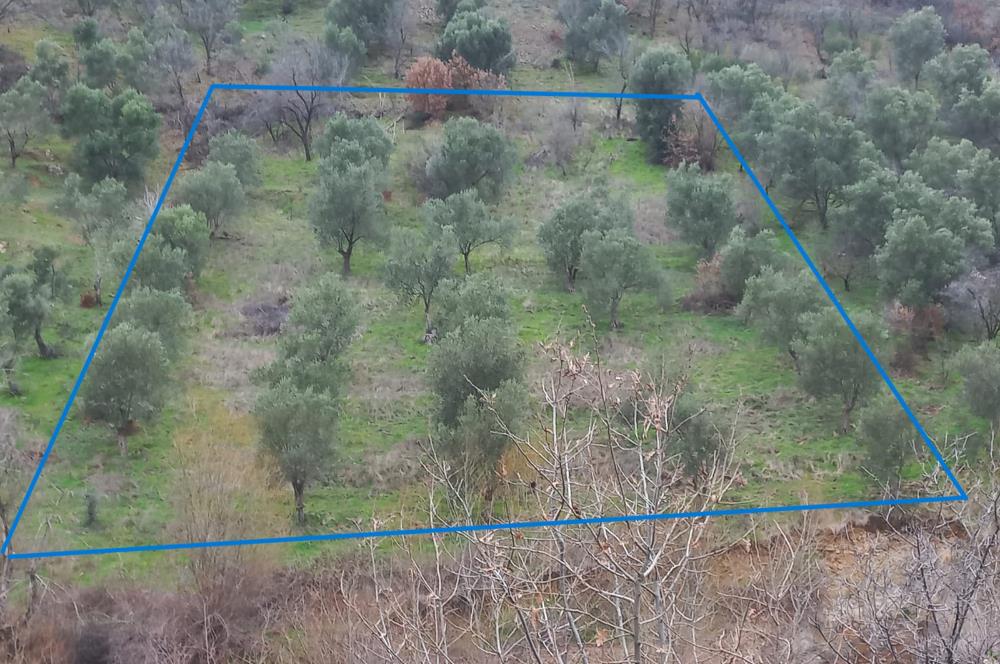 C.21LOCA'DAN HAVRAN DEREÖREN SATILIK 1692 M2 MÜKEMMEL ZEYTİNLİK