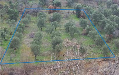 C.21LOCA'DAN HAVRAN DEREÖREN SATILIK 1692 M2 MÜKEMMEL ZEYTİNLİK