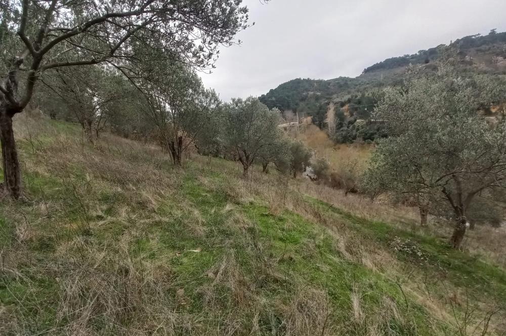 C.21LOCA'DAN HAVRAN DEREÖREN SATILIK 1692 M2 MÜKEMMEL ZEYTİNLİK