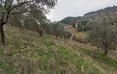 C.21LOCA'DAN HAVRAN DEREÖREN SATILIK 1692 M2 MÜKEMMEL ZEYTİNLİK