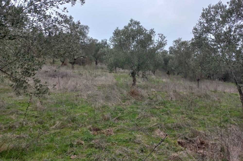 C.21LOCA'DAN HAVRAN DEREÖREN SATILIK 1692 M2 MÜKEMMEL ZEYTİNLİK