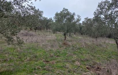 C.21LOCA'DAN HAVRAN DEREÖREN SATILIK 1692 M2 MÜKEMMEL ZEYTİNLİK