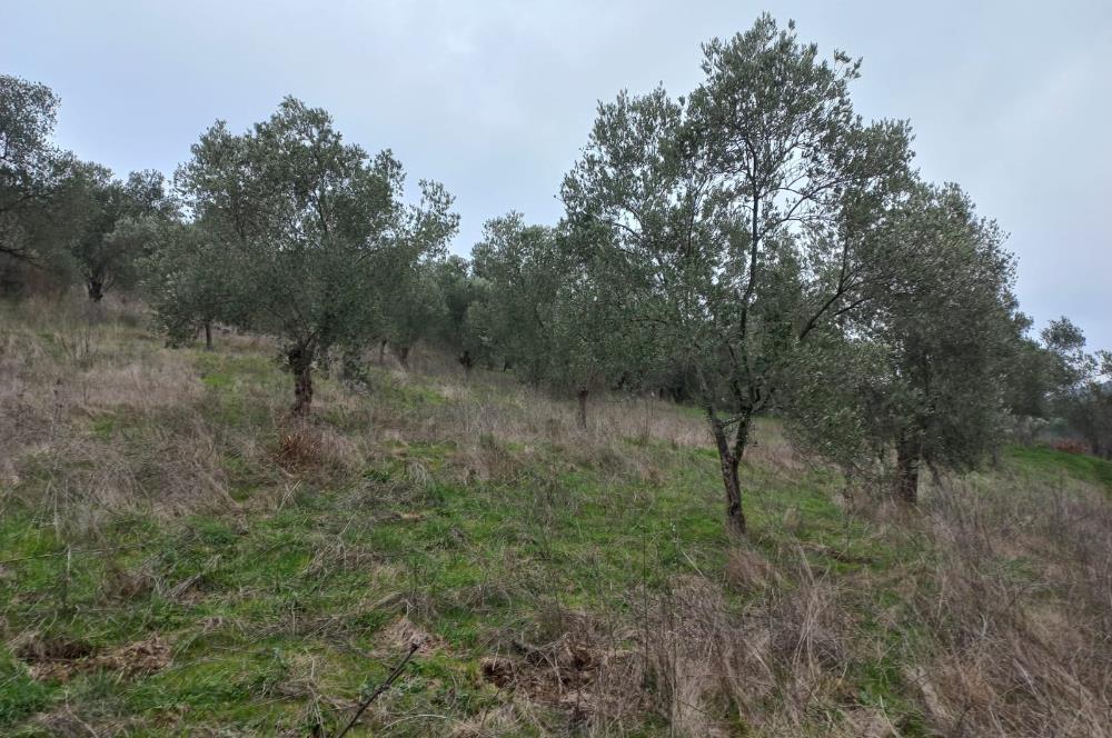 C.21LOCA'DAN HAVRAN DEREÖREN SATILIK 1692 M2 MÜKEMMEL ZEYTİNLİK