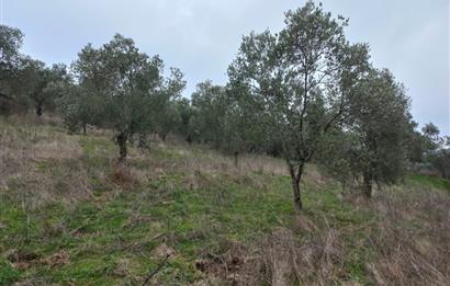 C.21LOCA'DAN HAVRAN DEREÖREN SATILIK 1692 M2 MÜKEMMEL ZEYTİNLİK