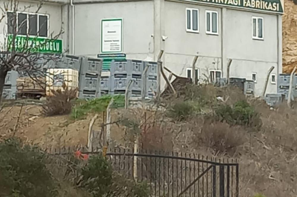 C.21LOCA'DAN HAVRAN DEREÖREN SATILIK 1692 M2 MÜKEMMEL ZEYTİNLİK