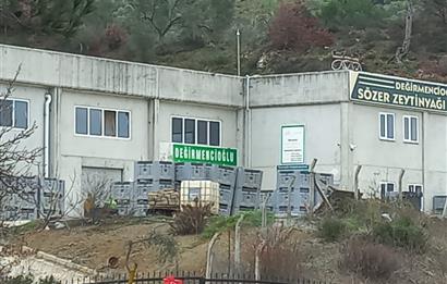 C.21LOCA'DAN HAVRAN DEREÖREN SATILIK 1692 M2 MÜKEMMEL ZEYTİNLİK